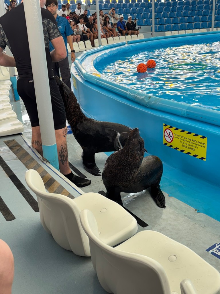 Seals walking around the stage at Pattaya Dolphinarium during the show, greeting the audience as part of the performance.