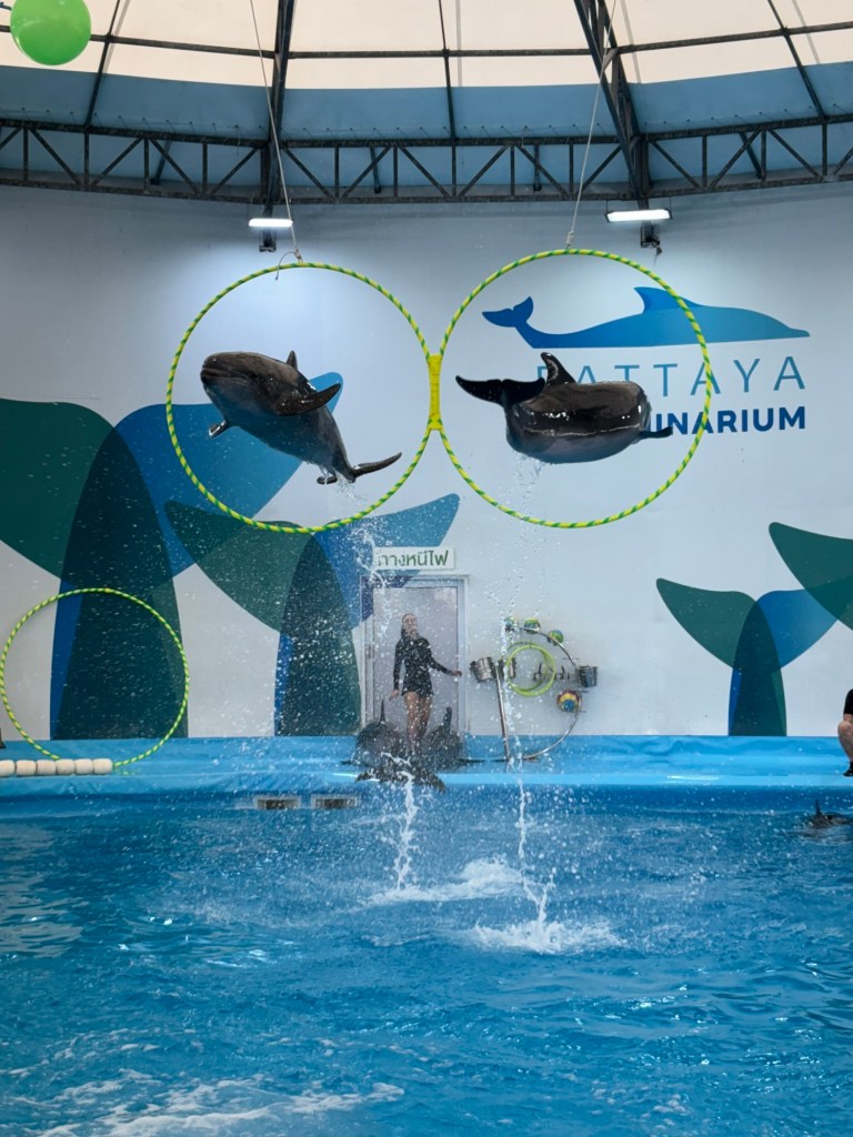 Dolphins jumping through a hoop during the show at Pattaya Dolphinarium, performing tricks for the audience.